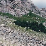 Krummholz conifers near timberline in Bighorn Mountains, Wyoming. Krummholz trees grow short enough to stay under the protective snow in the winter, and their branches grow primarily on the leeward side of the trunk.