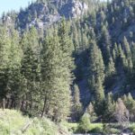 Gallatin River, subalpine zone, Montana.