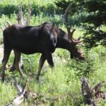 Moose in subalpine meadow in Montana.