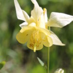 Columbine (genus Aquilegia) in a subalpine meadow in Montana.