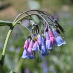 Mertensia bluebells in a subalpine meadow in Montana.