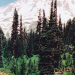 Indian paintbrushes (genus Castilleja) in a subalpine meadow near Mt. Rainier in Washington.