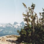 Krummholz conifers near timberline near Mt. Rainier, Washington. Krummholz trees grow short enough to stay under the protective snow in the winter, and their branches grow primarily on the leeward side of the trunk.
