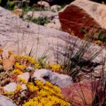 Sedum flowers on rocks near alpine timberline near Snowbird, Utah.
