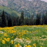 Subalpine meadow (dominated by Arnica cordifolia) below alpine tundra near Snowbird, Utah.
