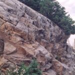 Timberline krummholz trees near Snowbird, Utah.