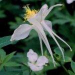 White columbine (genus Aquilegia) in subalpine meadow near Snowbird, Utah.