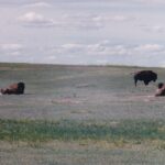 Bison wallowing in a grassland in Badlands National Park, South Dakota. They can't scratch their own backs and this is the only way for them to deal with itches.