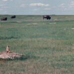 Prairie dog and bison in a grassland in Badlands National Park in South Dakota.