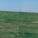 Panoramic view (from two photos) of bison in a grassland in Badlands National Park, South Dakota.