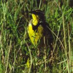 Western meadowlark (Sturnella neglecta) in a grassland in Badlands National Park, South Dakota.