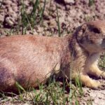 A prairie dog in a grassland in Badlands National Park, South Dakota.