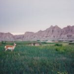 Pronghorn in the Badlands of South Dakota.