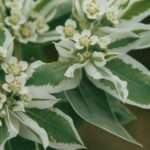 Euphorbia marginata, a weed in the Badlands of South Dakota. As usually in the Euphorbiaceae, what looks like flowers are actually inflorescences; each "petal" is a separate flower.