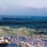 Oenothera evening primroses in the Badlands of South Dakota on a misty morning. The wildflowers cannot compete with grasses, and they grow on eroded openings.