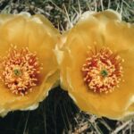 Opuntia cactus flowers in the Badlands of South Dakota.