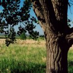 A cottonwood (Populus deltoides) growing near a wetland (actually a sewage pond) in the Badlands of South Dakota.