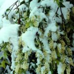 A July snowstorm has covered the flowering stalks of chokecherry in the higher elevations of the Black Hills of South Dakota.