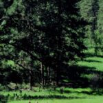 Bighorn sheep run through an open field near Hisega in the Black Hills of South Dakota.