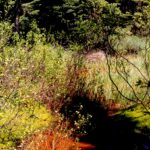 Bog birch (Betula pumila) grows in a bog near Black Fox campground in the Black Hills of South Dakota. Acid conditions have caused the organic sediments to turn red.