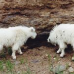 These mountain goats have found a salt lick near Mt. Rushmore in the Black Hills of South Dakota.