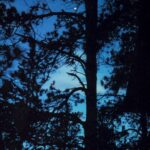 Ponderosa pines and the Evening Star in the Black Hills of South Dakota.