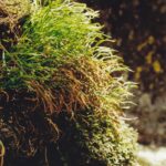 Asplenium septentrionale is a fern (that's right, a fern) that grows on granite rock crevices near Mt. Rushmore in the Black Hills of South Dakota.