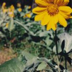 Balsamorhiza sagittata in the Black Hills of South Dakota.