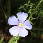 Linum lewisii is a wild flax that grows in the Black Hills of South Dakota.