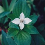 Bunchberry (Cornus canadensis) is actually a herbaceous dogwood. It has four big white bracts with small white flowers in the center. This one was in the northern Black Hills of South Dakota.