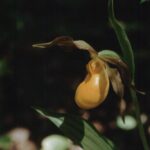 A lady's-slipper orchid (genus Cypripedium) in a moist forest in the Black Hills of South Dakota.