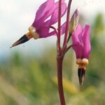 The shooting star (Dodecatheon pulchellum) in the Black Hills of South Dakota.