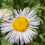 Genus Erigeron in the Black Hills of South Dakota. The white ray flowers and the yellow disc flowers are all separate flowers clustered together into one head.