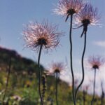 Fruits of Geum triflorum, the prairie smoke, in the Black Hills of South Dakota.