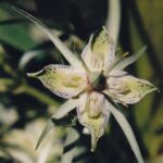 Frasera speciosa, the green gentian, a subalpine flower on Cement Ridge in the Black Hills of Wyoming.