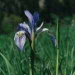 Iris missouriensis in the Black Hills of South Dakota.