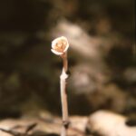 Monotropa in the Black Hills of South Dakota. Monotropa has no chlorophyll; it lives off of molecules supplied to it by decomposer fungi.