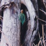 Ponderosa pine seedling, Black Hills, South Dakota.