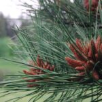 Male cones of Pinus ponderosa in the Black Hills. These cones produce only pollen (lots of it). To minimize the risk of pollen floating down and pollinating the female cones of the same tree, the male cones are near the bottom of the tree so that pollen lands on female ones only if wind has blown it probably from another tree.