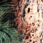 Bark and needles of Ponderosa pine in the Black Hills of South Dakota.