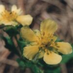 A Potentilla in the Black Hills of South Dakota.