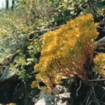 Sedum, a succulent plant from the Black Hills of South Dakota.