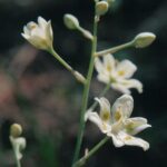 Zigadenus elegans, a camass lily from the Black Hills of South Dakota.
