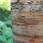 Closeup of the bark of a paper birch (Betula papyrifera) growing in the Black Hills of South Dakota.