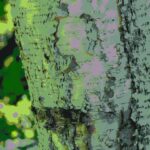 Special effects photo of the trunk of a paper birch (Betula papyrifera) in the Black Hills of South Dakota.
