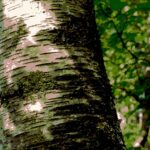 Special effects photo of the trunk of a paper birch (Betula papyrifera) in the Black Hills of South Dakota.