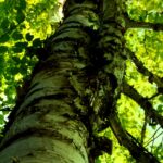Trunk of a paper birch (Betula papyrifera) in a wet forest in the Black Hills of South Dakota.