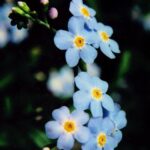 Forget--me-nots (Genus Myosotis) from a streamside in the Black Hills of South Dakota.