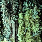 The Black Hills of South Dakota has abundant lichens because of its mists, even though it is a relatively dry ponderosa pine forest.