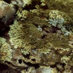 The Black Hills of South Dakota has abundant lichens because of its mists, even though it is a relatively dry ponderosa pine forest.